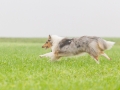 Hund_Langhaarcollie_Collie_Gaia_Blue_merle_Marburg_Giessen_Hundefotografie_Fotografie_Tierfotografie (16)
