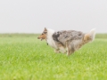 Hund_Langhaarcollie_Collie_Gaia_Blue_merle_Marburg_Giessen_Hundefotografie_Fotografie_Tierfotografie (17)