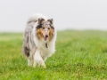 Hund_Langhaarcollie_Collie_Gaia_Blue_merle_Marburg_Giessen_Hundefotografie_Fotografie_Tierfotografie (19)