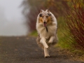 Hund_Langhaarcollie_Collie_Gaia_Blue_merle_Marburg_Giessen_Hundefotografie_Fotografie_Tierfotografie (7)