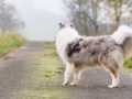 Hund_Langhaarcollie_Collie_Gaia_Blue_merle_Marburg_Giessen_Hundefotografie_Fotografie_Tierfotografie (8)