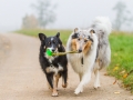 Hund_Langhaarcollie_Collie_Gaia_Blue_merle_Mischling_Maggy_Border_Collie_tricolor_Marburg_Giessen_Hundefotografie_Fotografie_Tierfotografie (10)