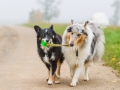 Hund_Langhaarcollie_Collie_Gaia_Blue_merle_Mischling_Maggy_Border_Collie_tricolor_Marburg_Giessen_Hundefotografie_Fotografie_Tierfotografie (11)