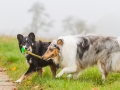 Hund_Langhaarcollie_Collie_Gaia_Blue_merle_Mischling_Maggy_Border_Collie_tricolor_Marburg_Giessen_Hundefotografie_Fotografie_Tierfotografie (5)