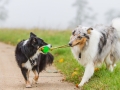 Hund_Langhaarcollie_Collie_Gaia_Blue_merle_Mischling_Maggy_Border_Collie_tricolor_Marburg_Giessen_Hundefotografie_Fotografie_Tierfotografie (8)