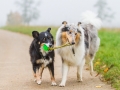Hund_Langhaarcollie_Collie_Gaia_Blue_merle_Mischling_Maggy_Border_Collie_tricolor_Marburg_Giessen_Hundefotografie_Fotografie_Tierfotografie (9)