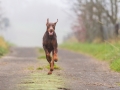 Hund_brauner_Dobermann_Spencer_Marburg_Giessen_Hundefotografie_Fotografie_Tierfotografie  (10)