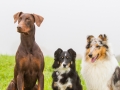 Hunde_Marburg_Giessen_Mischling_Border_Collie_Langhaarcollie_Dobermann_braun_tricolor_blue_merle_Gruppe_Hundegruppe _Gaia_Spencer_Maggy (16)