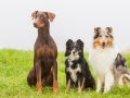 Hunde_Marburg_Giessen_Mischling_Border_Collie_Langhaarcollie_Dobermann_braun_tricolor_blue_merle_Gruppe_Hundegruppe _Gaia_Spencer_Maggy (17)