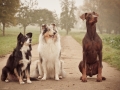 Hunde_Marburg_Giessen_Mischling_Border_Collie_Langhaarcollie_Dobermann_braun_tricolor_blue_merle_Gruppe_Hundegruppe _Gaia_Spencer_Maggy (7)