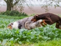 Hunde_spielend_Langhaarcollie_Collie_blue_merle_brauner_Dobermann_Spencer_Wiese_Feld_Hundefreunde_Freunde (1)