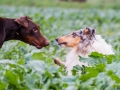 Hunde_spielend_Langhaarcollie_Collie_blue_merle_brauner_Dobermann_Spencer_Wiese_Feld_Hundefreunde_Freunde (2)