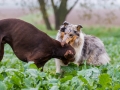 Hunde_spielend_Langhaarcollie_Collie_blue_merle_brauner_Dobermann_Spencer_Wiese_Feld_Hundefreunde_Freunde (3)