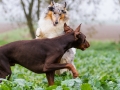 Hunde_spielend_Langhaarcollie_Collie_blue_merle_brauner_Dobermann_Spencer_Wiese_Feld_Hundefreunde_Freunde (4)