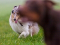 Hunde_spielend_Langhaarcollie_Collie_blue_merle_brauner_Dobermann_Spencer_Wiese_Feld_Hundefreunde_Freunde (5)