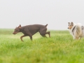 Hunde_spielend_Langhaarcollie_Collie_blue_merle_brauner_Dobermann_Spencer_Wiese_Feld_Hundefreunde_Freunde (6)