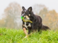 Maggy_Border_Collie_Mischling_tricolor_Hunde_Hund_Fotografie_Marburg_Giessen (11)