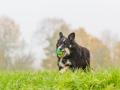 Maggy_Border_Collie_Mischling_tricolor_Hunde_Hund_Fotografie_Marburg_Giessen (9)