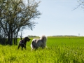 Hundefreunde_Gaia_Rough_Collie_Langhaarcollie_Maggy_Border_Collie_Mischling_Spencer_Dobermann_Gassitreffen_Marburg_Luetzellinden_spielen_Wiese (12).jpg