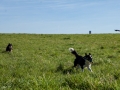 Hundefreunde_Gaia_Rough_Collie_Langhaarcollie_Maggy_Border_Collie_Mischling_Spencer_Dobermann_Gassitreffen_Marburg_Luetzellinden_spielen_Wiese (18).jpg