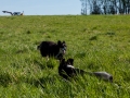 Hundefreunde_Gaia_Rough_Collie_Langhaarcollie_Maggy_Border_Collie_Mischling_Spencer_Dobermann_Gassitreffen_Marburg_Luetzellinden_spielen_Wiese (21).jpg