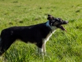 Hundefreunde_Gaia_Rough_Collie_Langhaarcollie_Maggy_Border_Collie_Mischling_Spencer_Dobermann_Gassitreffen_Marburg_Luetzellinden_spielen_Wiese (22).jpg