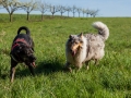 Hundefreunde_Gaia_Rough_Collie_Langhaarcollie_Maggy_Border_Collie_Mischling_Spencer_Dobermann_Gassitreffen_Marburg_Luetzellinden_spielen_Wiese (30).jpg