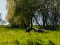 Hundefreunde_Gaia_Rough_Collie_Langhaarcollie_Maggy_Border_Collie_Mischling_Spencer_Dobermann_Gassitreffen_Marburg_Luetzellinden_spielen_Wiese (35).jpg