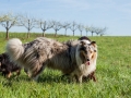 Hundefreunde_Gaia_Rough_Collie_Langhaarcollie_Maggy_Border_Collie_Mischling_Spencer_Dobermann_Gassitreffen_Marburg_Luetzellinden_spielen_Wiese (42).jpg