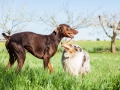 Hundefreunde_Gaia_Rough_Collie_Langhaarcollie_Maggy_Border_Collie_Mischling_Spencer_Dobermann_Gassitreffen_Marburg_Luetzellinden_spielen_Wiese (50).jpg