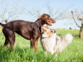 Hundefreunde_Gaia_Rough_Collie_Langhaarcollie_Maggy_Border_Collie_Mischling_Spencer_Dobermann_Gassitreffen_Marburg_Luetzellinden_spielen_Wiese (51).jpg
