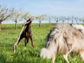 Hundefreunde_Gaia_Rough_Collie_Langhaarcollie_Maggy_Border_Collie_Mischling_Spencer_Dobermann_Gassitreffen_Marburg_Luetzellinden_spielen_Wiese (56).jpg