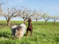 Hundefreunde_Gaia_Rough_Collie_Langhaarcollie_Maggy_Border_Collie_Mischling_Spencer_Dobermann_Gassitreffen_Marburg_Luetzellinden_spielen_Wiese (59).jpg