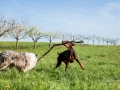 Hundefreunde_Gaia_Rough_Collie_Langhaarcollie_Maggy_Border_Collie_Mischling_Spencer_Dobermann_Gassitreffen_Marburg_Luetzellinden_spielen_Wiese (60).jpg