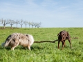 Hundefreunde_Gaia_Rough_Collie_Langhaarcollie_Maggy_Border_Collie_Mischling_Spencer_Dobermann_Gassitreffen_Marburg_Luetzellinden_spielen_Wiese (63).jpg