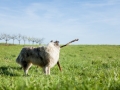 Hundefreunde_Gaia_Rough_Collie_Langhaarcollie_Maggy_Border_Collie_Mischling_Spencer_Dobermann_Gassitreffen_Marburg_Luetzellinden_spielen_Wiese (64).jpg