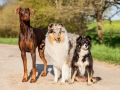 Hundefreunde_Gaia_Rough_Collie_Langhaarcollie_Maggy_Border_Collie_Mischling_Spencer_Dobermann_Gassitreffen_Marburg_Luetzellinden_spielen_Wiese (84).jpg