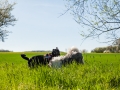 Hundefreunde_Gaia_Rough_Collie_Langhaarcollie_Maggy_Border_Collie_Mischling_Spencer_Dobermann_Gassitreffen_Marburg_Luetzellinden_spielen_Wiese (9).jpg