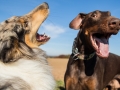 Hundemaedchen_Maggy_Gaia_Spencer_Mischling_Border_Collie_Langhaarcollie_Dobermann_Hundefreunde_Freunde_Spaziergang (102)