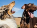 Hundemaedchen_Maggy_Gaia_Spencer_Mischling_Border_Collie_Langhaarcollie_Dobermann_Hundefreunde_Freunde_Spaziergang (102)