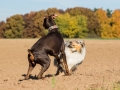 Hundemaedchen_Maggy_Gaia_Spencer_Mischling_Border_Collie_Langhaarcollie_Dobermann_Hundefreunde_Freunde_Spaziergang (108)