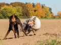 Hundemaedchen_Maggy_Gaia_Spencer_Mischling_Border_Collie_Langhaarcollie_Dobermann_Hundefreunde_Freunde_Spaziergang (111)