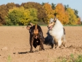 Hundemaedchen_Maggy_Gaia_Spencer_Mischling_Border_Collie_Langhaarcollie_Dobermann_Hundefreunde_Freunde_Spaziergang (113)