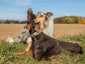 Hundemaedchen_Maggy_Gaia_Spencer_Mischling_Border_Collie_Langhaarcollie_Dobermann_Hundefreunde_Freunde_Spaziergang (131)