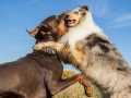 Hundemaedchen_Maggy_Gaia_Spencer_Mischling_Border_Collie_Langhaarcollie_Dobermann_Hundefreunde_Freunde_Spaziergang (136)