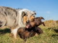 Hundemaedchen_Maggy_Gaia_Spencer_Mischling_Border_Collie_Langhaarcollie_Dobermann_Hundefreunde_Freunde_Spaziergang (138)