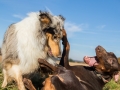 Hundemaedchen_Maggy_Gaia_Spencer_Mischling_Border_Collie_Langhaarcollie_Dobermann_Hundefreunde_Freunde_Spaziergang (145)