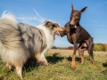 Hundemaedchen_Maggy_Gaia_Spencer_Mischling_Border_Collie_Langhaarcollie_Dobermann_Hundefreunde_Freunde_Spaziergang (147)