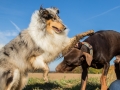 Hundemaedchen_Maggy_Gaia_Spencer_Mischling_Border_Collie_Langhaarcollie_Dobermann_Hundefreunde_Freunde_Spaziergang (161)