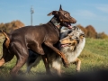 Hundemaedchen_Maggy_Gaia_Spencer_Mischling_Border_Collie_Langhaarcollie_Dobermann_Hundefreunde_Freunde_Spaziergang (168)